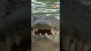 Australian Overpowered Nature vs Humans - Chapter 2 Crocodiles