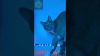 #afterkitty 😻 #catlover 💕#catvideo #jordan23 #marcianeke