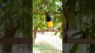 burung sogon ngalas gacor