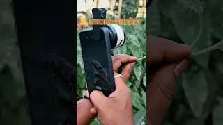 PHOTOGRAPHY🐞 IDEAS II INSECT 🐛 MACROVIDEO II #wildlifephotography #youtubeshorts #btsshorts #shorts