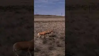 The Copper Blesbuck #wildlife #wildhunting #wildanimalhunting #huntingsouthafrica #animals #huntting