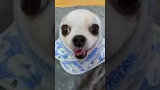 dog dancing 🔥💀🔥 #viral #shortsviral #edit #shortvideos #trending #dog #skulledit