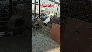 #pigeon #bijnor #pigeonbijnor #kabootar #upbijnor #bijnorbreaking #birds