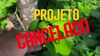 Uma horta de garrafa pet como vaso...Infelizmente esse &eacute; o ultimo video desse projeto....