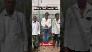 Black thrips control #blackthrips #insecticides