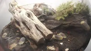 [OnlyPods VOD] 151225 untitled until i find my last braincell