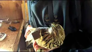 Idaho Bird Observatory: Raptors at Lucky Peak