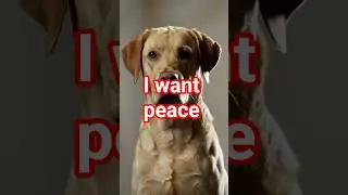 I want peace, I don't want war#petlovers #stopwar #peacefulpets