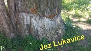 Stromov&aacute; policie: Jez Lukavice - strom t&eacute;měř bez kůry
