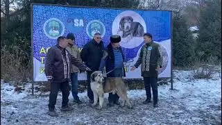 Маленький отрывок с племсмотра национальных пород тазы и тобет.