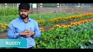 Syngenta Beet root Ruddy Cultivation