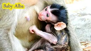 Lovely & cute baby monkey Alba feeding milk in warm chest mom Abi very fall in love