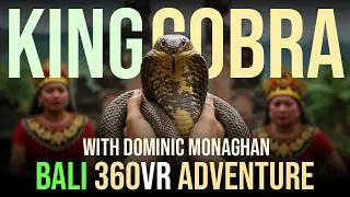 King Cobra Hunt in 8K 360 VR &ndash; Dominic Monaghan's Wildest Encounter!🐍