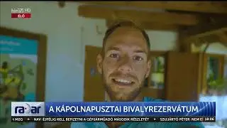 Radar - A kápolnapusztai bivalyrezervátum (2023-09-15) - HÍR TV
