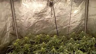 Week 4 update @CavsSnakeOil gorilla glue x romulan and Bruce banner x monster kush