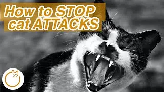 😾Why Does My Cat ATTACK Me - How To Get Rid of Aggression in Cats😾