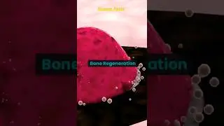 Human Facts 🙄🙄 Bone Regeneration 😮😮  #fact #facts #shortvideos #tiktok #shorts