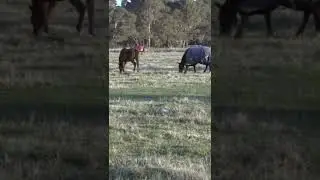 The horses on the grassland are immersed in grazing.