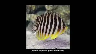 Barred angelfish @Bin3aiah Fishes