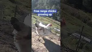 Farm surveillance. Brother and sister growing up