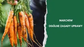 Marchew: jak uprawiać, by plon był duży?