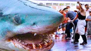 15 Biggest Sharks in the World Ever Recorded