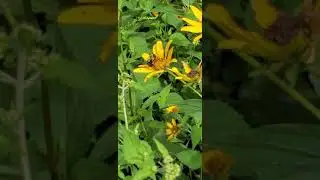Nectar collection