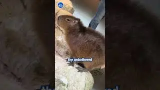 Hilarious moment hungry pelican attempts to EAT capybara