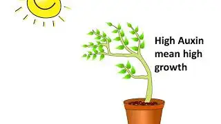 तंत्रिका तंत्र &ndash; Coordination in plants - Control and coordination - Part 8 &ndash; Hindi