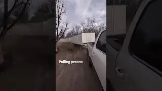 #pulling #pecan #trailers