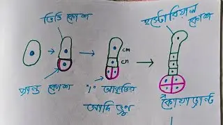 #Embryogeny in Dicot Plants || দ্বিবীজপত্রী উদ্ভিদের ভ্রূণের পরিস্ফুটন