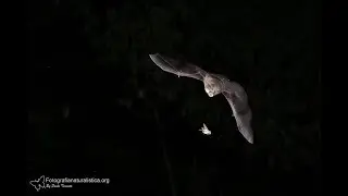 Bat hunting moth - pipistrello a caccia di falene (Lesser Horseshoe Bat - Rhinolophus hipposideros)