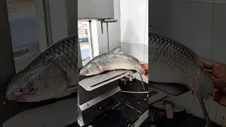 New Cutter Man In Fast Machine By Miguel Fish Cutting Skills #shorys#miguel_fast _cutting_fish_lover