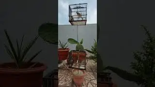 تغريد طائر هجين الحسون كوبية ملقا