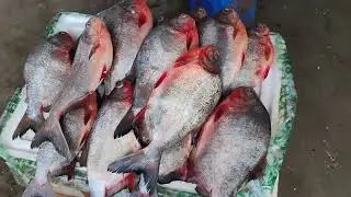  শীতের সময় শিলিগুড়ি সুপার মার্কেটিং এবং পাইকারি মাছ বাজারে কিকি মাছ পাওয়া যাচ্ছে চলুন আমরাদেখেনেই