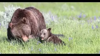 Wildlife Photography-Grizzly 399 Quad Crossing 4 cubs-Jackson Hole/Grand Teton Park/Yellowstone Park