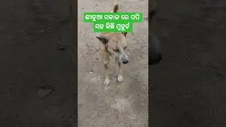 ଶୀତୁଆ ସକାଳ ରେ ପପି ସହ କଥା #winter #sardi #viralvideo