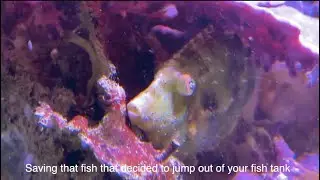 How To Save A Fish That Jumped Out Of Water - Fish CPR for 