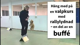 Valpkurs med rallylydnad – en del av en buffé