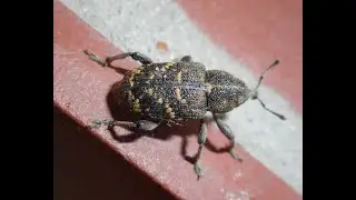 Hylobius abietis, Salticus scenicus, Anthrenus pimpinellae, Cordulia aenea, Vespa crabro