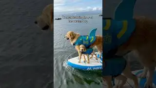 Donut learning from Pancake #dogsofyoutube #puppy #goldenretriever #sup