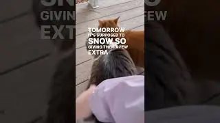 Petting the outdoor cats before it snows. #cats #catshorts #outdoorcats