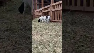Гуляет малышня.❤️ #remix #song #beats #punjabisong #music #альпака #animals #дорпер #goat