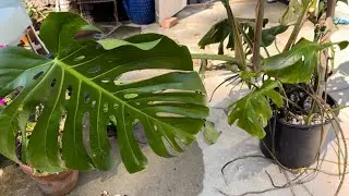 Revamping My Monstera: How I Encourage Fenestrations and Share Other Plant Updates