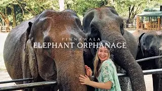 Pinnawala Elephant Orphanage Full Tour | Sri Lanka Wildlife Experience