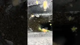 Bees swarm inside chimney ocbeeguy.com