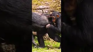 Chimpanzee Geniuses: Tool-Making Wonders!