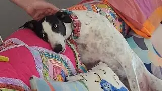 This Terrified Dog Finally Learned What Love Feels Like