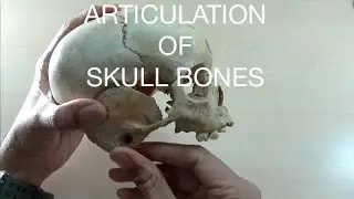 Articulation of skull bones (an educational video)