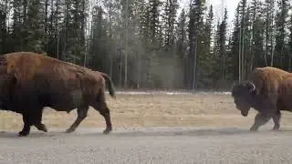 From Yukon to the Atlantic: Crossing North America by Car #RoadTrip #YukonToAtlantic #USA
